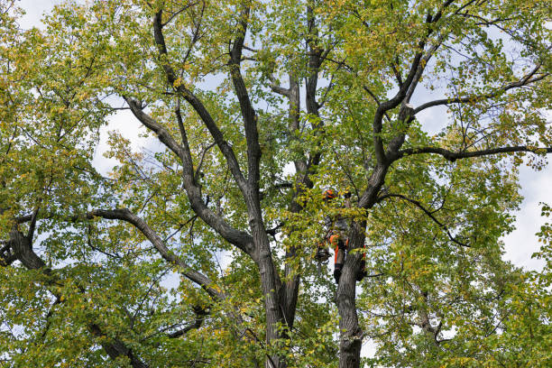 Trusted Punxsutawney, PA Tree Care Experts
